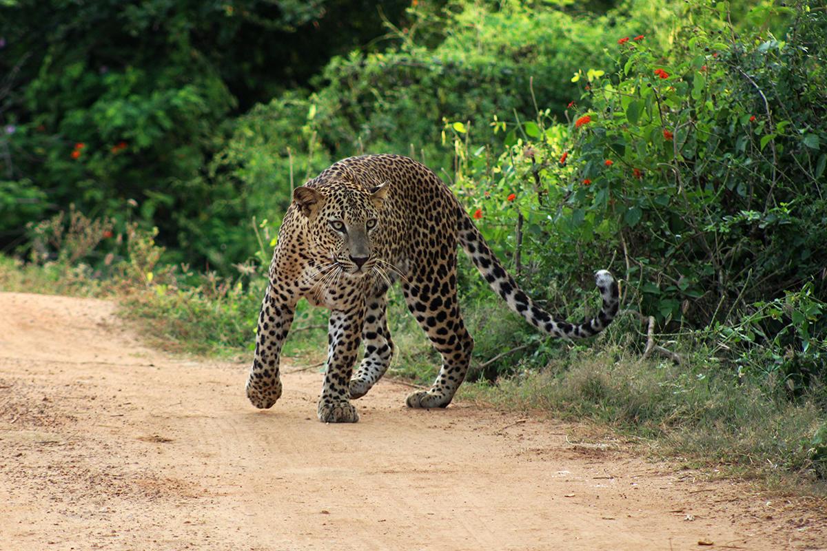 14-Day Sri Lanka Tour Itinerary