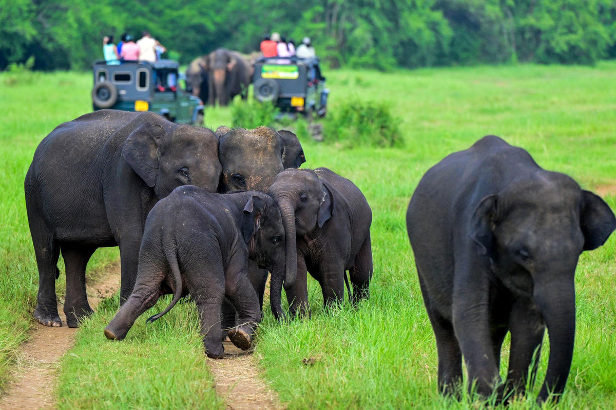 Minneriya National Park Safari Private Jeep (Price up to 6 pax )