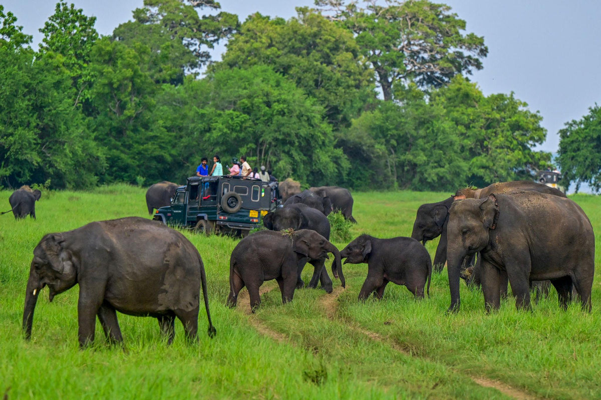 Minneriya National Park Safari Private Jeep (Price up to 6 pax )