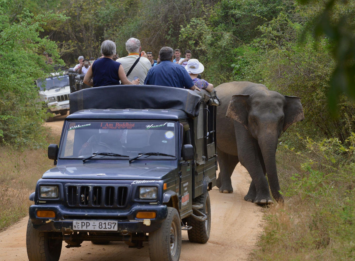 Minneriya National Park Safari Private Jeep (Price up to 6 pax )